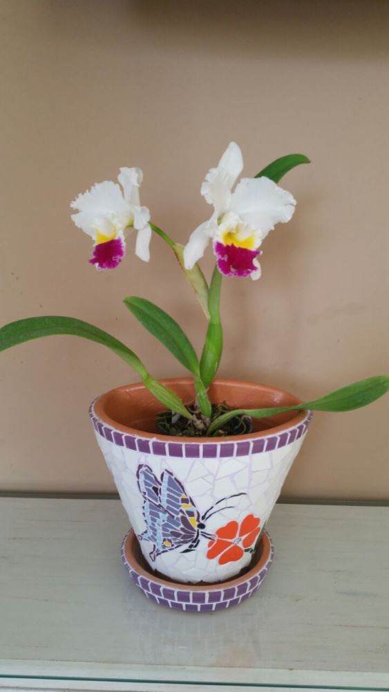 Portfolio - Mosaicos da Vila